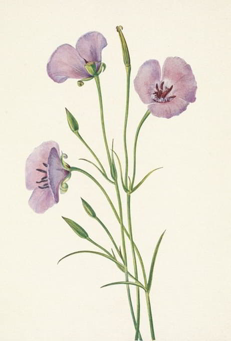 紫丁香。金雀花