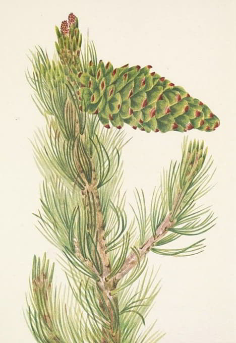 Mary Vaux Walcott - Limber Pine. Pinus flexilis