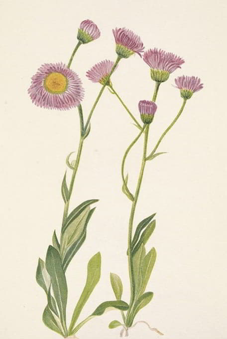 Mary Vaux Walcott - Meadow Fleabane. Erigeron speciosus