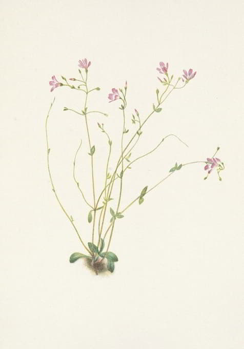 Mary Vaux Walcott - Naiad Springbeauty. Claytonia parvifolia