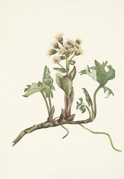 Mary Vaux Walcott - Northern Butterbur. Petasites hyperboreus