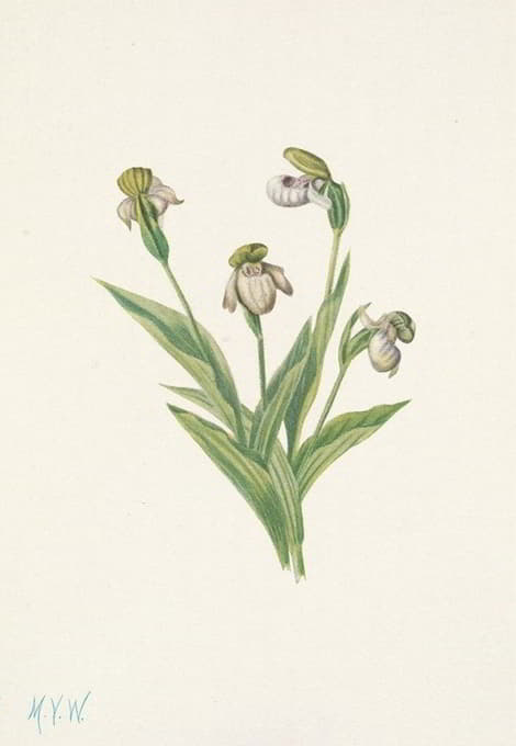 Mary Vaux Walcott - Northern Ladyslipper. Cypripedium passerinum