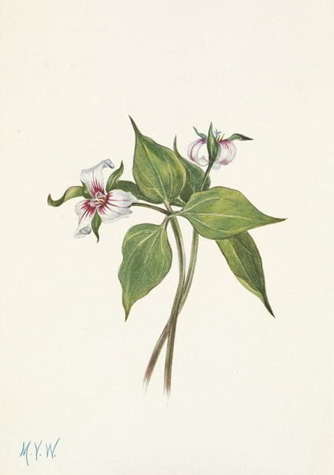 Mary Vaux Walcott - Painted Trillium. Trillium undulatum