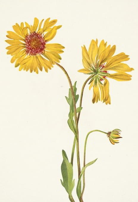 Mary Vaux Walcott - Perennial Gaillardia. Gaillardia aristata