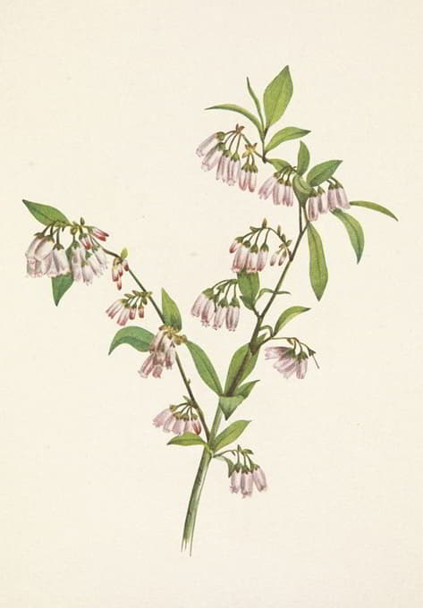 Mary Vaux Walcott - Pineland Blueberry. Vaccinium tenellum