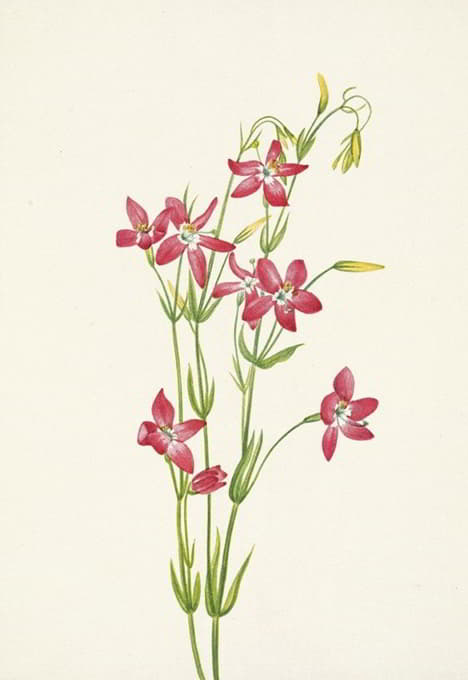 Mary Vaux Walcott - Pink Centaurium. Centaurium venustum