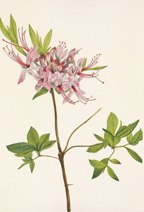 Mary Vaux Walcott - Pinxterbloom. Azalea nudiflora