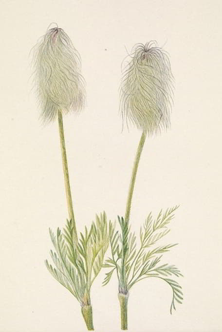 Mary Vaux Walcott - Plume Anemone (fruit). Pulsatilla occidentalis