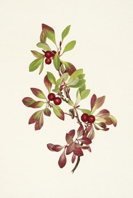 Mary Vaux Walcott - Ptarmiganberry. Arctous alpina