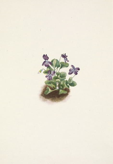 Mary Vaux Walcott - Purple Mountain Violet. Viola adunca
