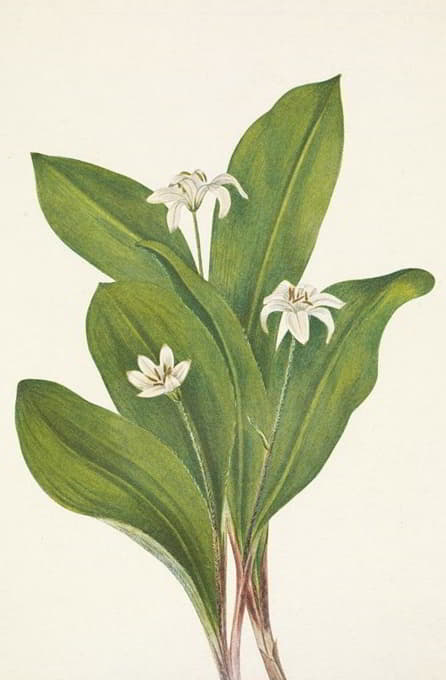 Mary Vaux Walcott - Queencup (flower). Clintonia uniflora
