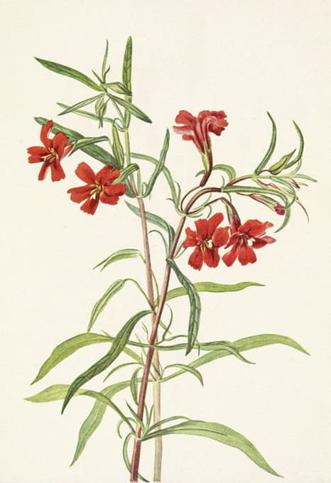 Mary Vaux Walcott - Red Monkeyflower. Diplacus puniceus