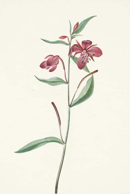 Mary Vaux Walcott - Red Willowweed. Epilobium latifolium