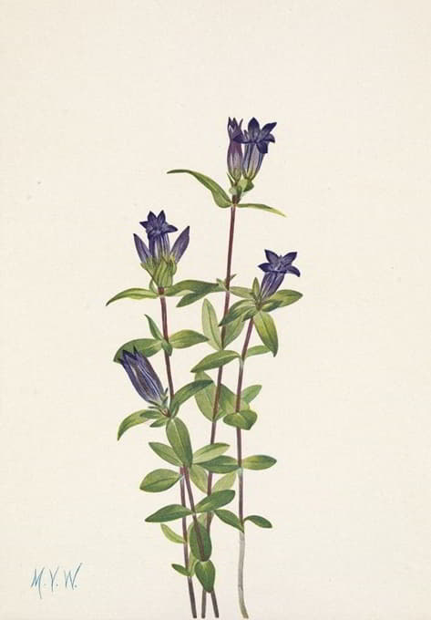 Mary Vaux Walcott - Riverbank Gentian. Gentiana affinis
