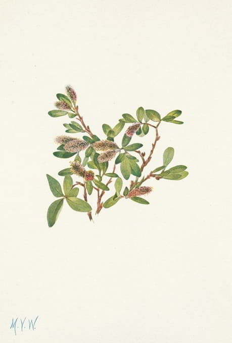 Mary Vaux Walcott - Rock Willow. Salix petrophila
