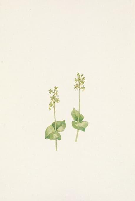 Mary Vaux Walcott - Rocky Mountain Twayblade. Ophrys nephrophylla
