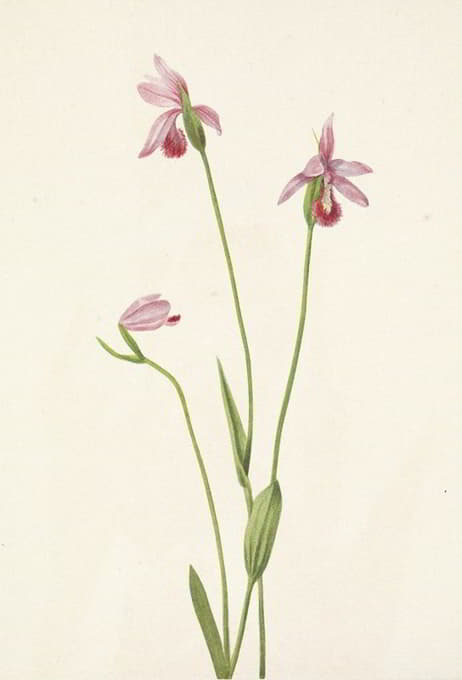 Mary Vaux Walcott - Rose Pogonia. Pogonia ophioglossoides