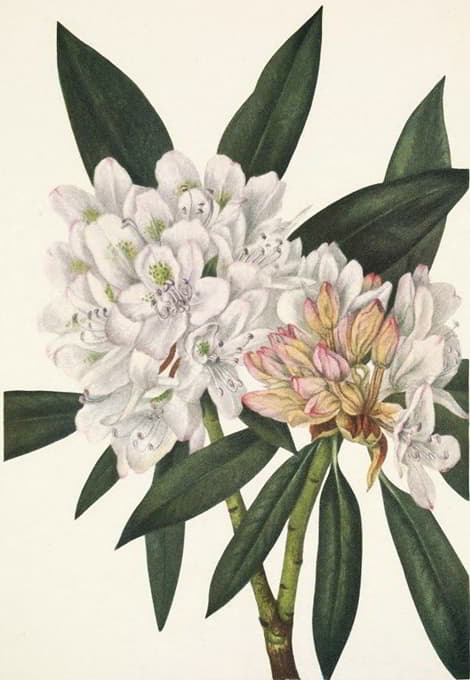 Mary Vaux Walcott - Rosebay Rhododendron. Rhododendron maximum