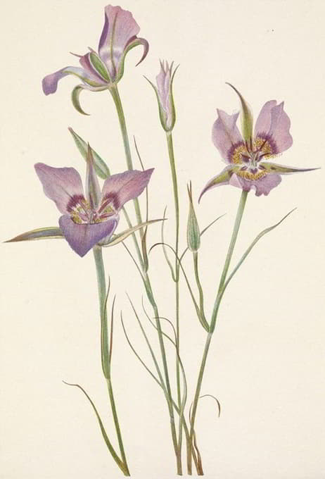Mary Vaux Walcott - Sagebrush Mariposa. Calochortus macrocarpus