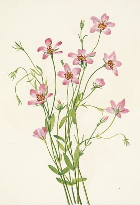 Mary Vaux Walcott - Saltmarsh Rosegentian. Sabbatia stellaris