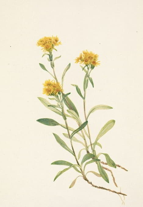 Mary Vaux Walcott - Sidesaddle Goldenrod. Solidago ciliosa