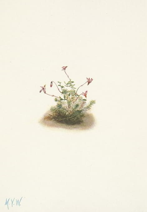 Mary Vaux Walcott - Small Cranberry. Oxycoccus palustris