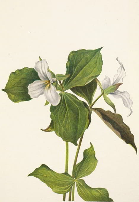 Mary Vaux Walcott - Snow Trillium. Trillium grandiflorum