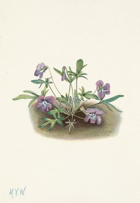 南海岸紫罗兰。七叶堇菜