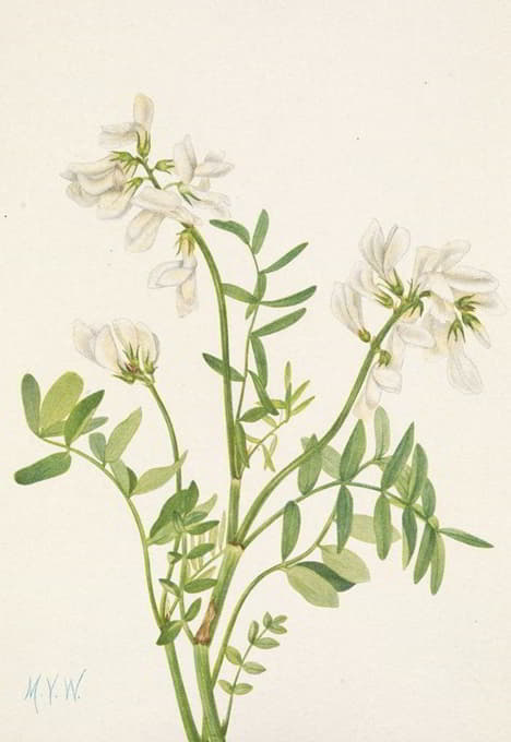 Mary Vaux Walcott - Sweetvetch. Hedysarum mackenzii