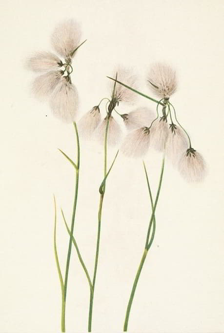Mary Vaux Walcott - Tassel Cottongrass. Eriophorum angustifolium