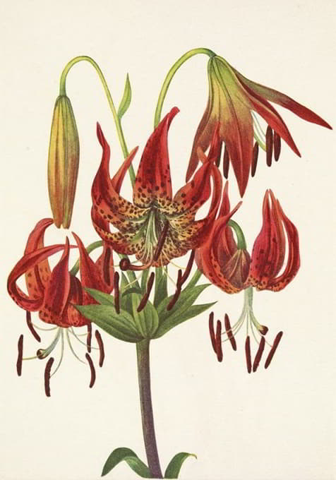 Mary Vaux Walcott - Turkscap Lily. Lilium superbum
