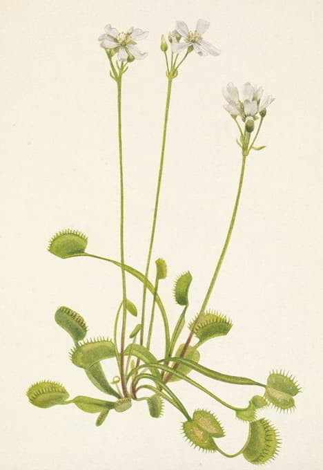 Mary Vaux Walcott - Venus Flytrap. Dionaea muscipula