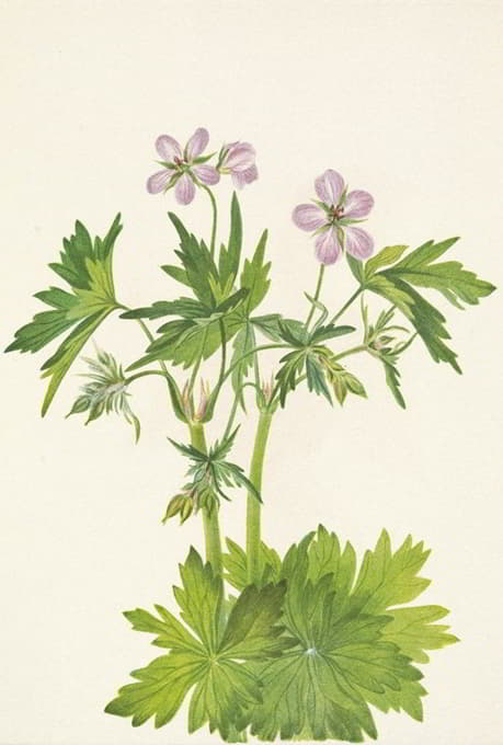 Mary Vaux Walcott - Western Cranesbill. Geranium viscosissimum
