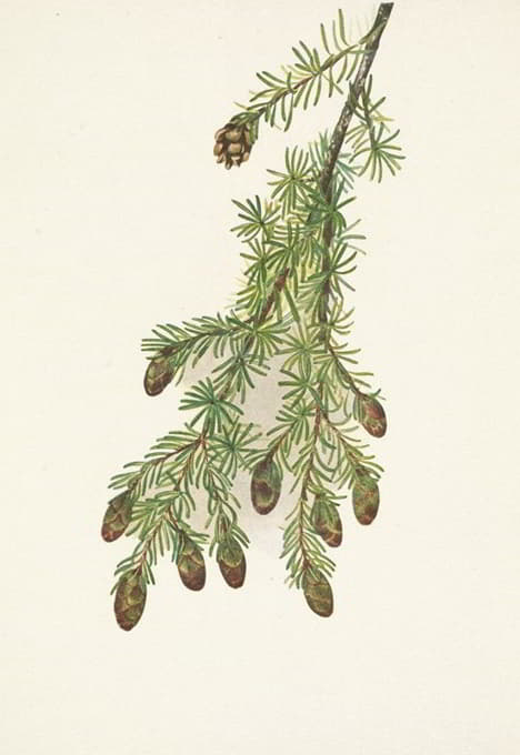 Mary Vaux Walcott - Western Hemlock. Tsuga heterophylla