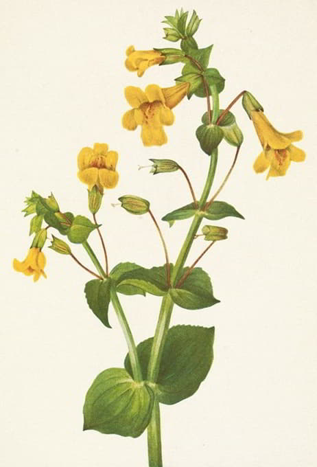 Mary Vaux Walcott - Western Monkeyflower. Mimulus guttatus