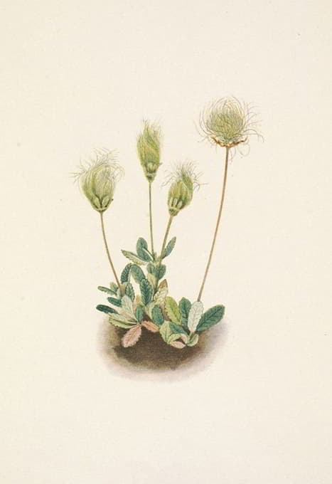 Mary Vaux Walcott - White Dryad (fruit). Dryas octopetala