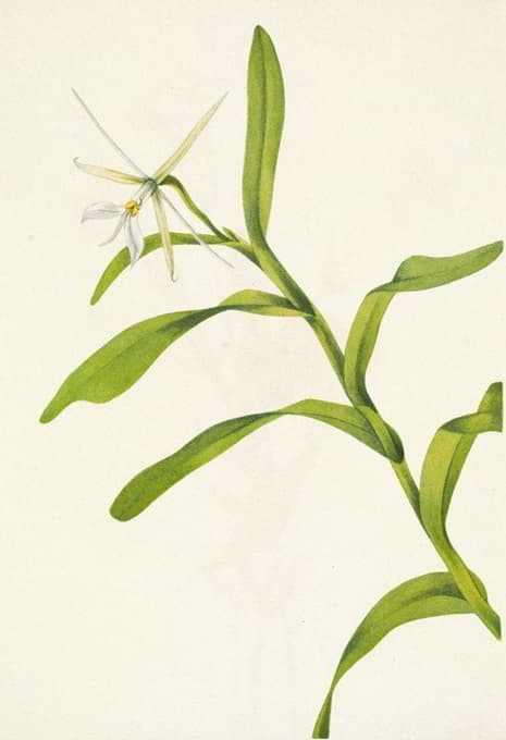 Mary Vaux Walcott - White Epidendrum. Epidendrum nocturnum