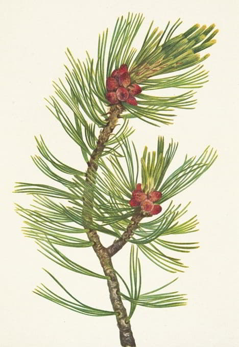Mary Vaux Walcott - Whitebark Pine. Pinus albicaulis