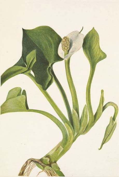 Mary Vaux Walcott - Wild Calla. Calla palustris