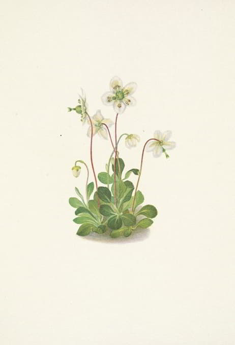 Mary Vaux Walcott - Woodnymph. Moneses uniflora