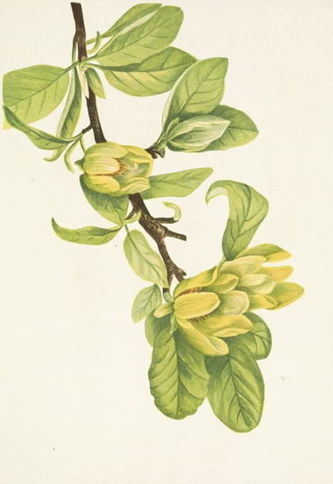 Mary Vaux Walcott - Yellow Cucumbertree. Magnolia cordata