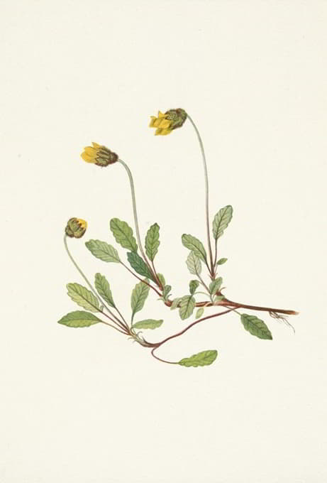 Mary Vaux Walcott - Yellow Dryad (flower). Dryas drummondii