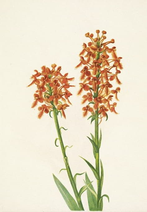 Mary Vaux Walcott - Yellow Fringeorchid. Habenaria ciliaris
