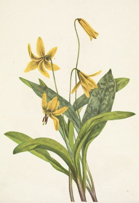 Mary Vaux Walcott - Yellow Troutlily. Erythronium americanum