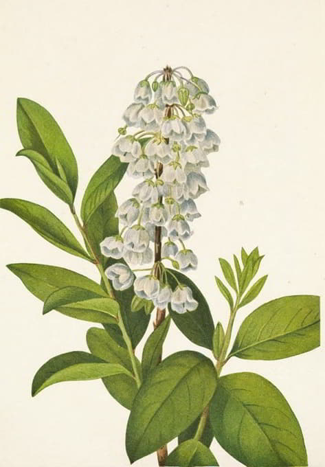 Mary Vaux Walcott - Zenobia. Zenobia cassinifolia