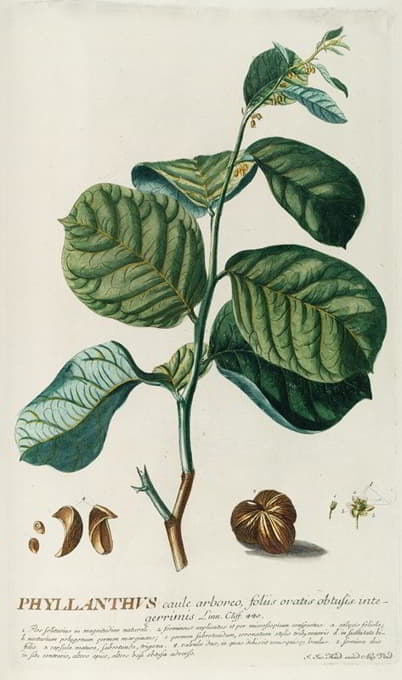 Georg Dionysius Ehret - PhylIanthus