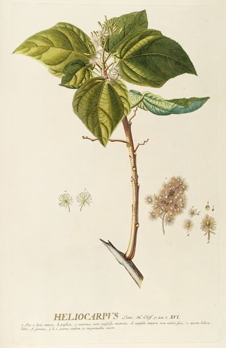 Georg Dionysius Ehret - Heliocarpus
