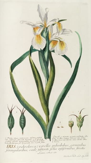 Georg Dionysius Ehret - Iris