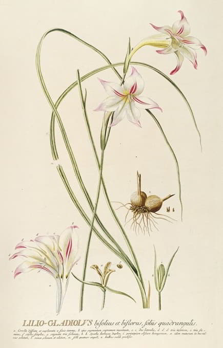 Georg Dionysius Ehret - Lilio-Gladiolus