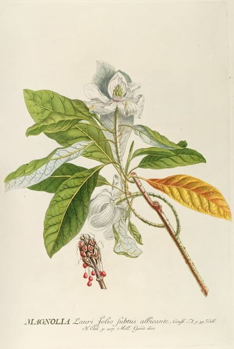 Georg Dionysius Ehret - Magnolia